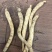 【特惠】吉林长白上特产西洋参条纯批发价质量保证自产自发