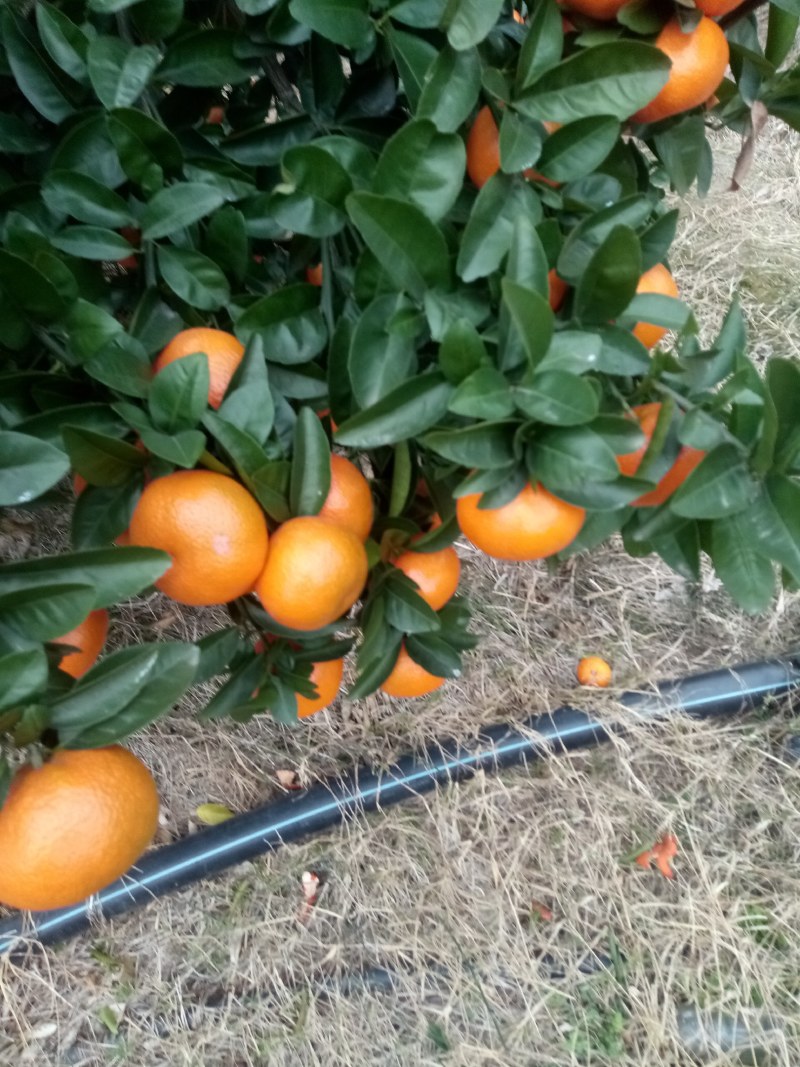 默科特道县默科特口感好，果皮细滑，颜色红