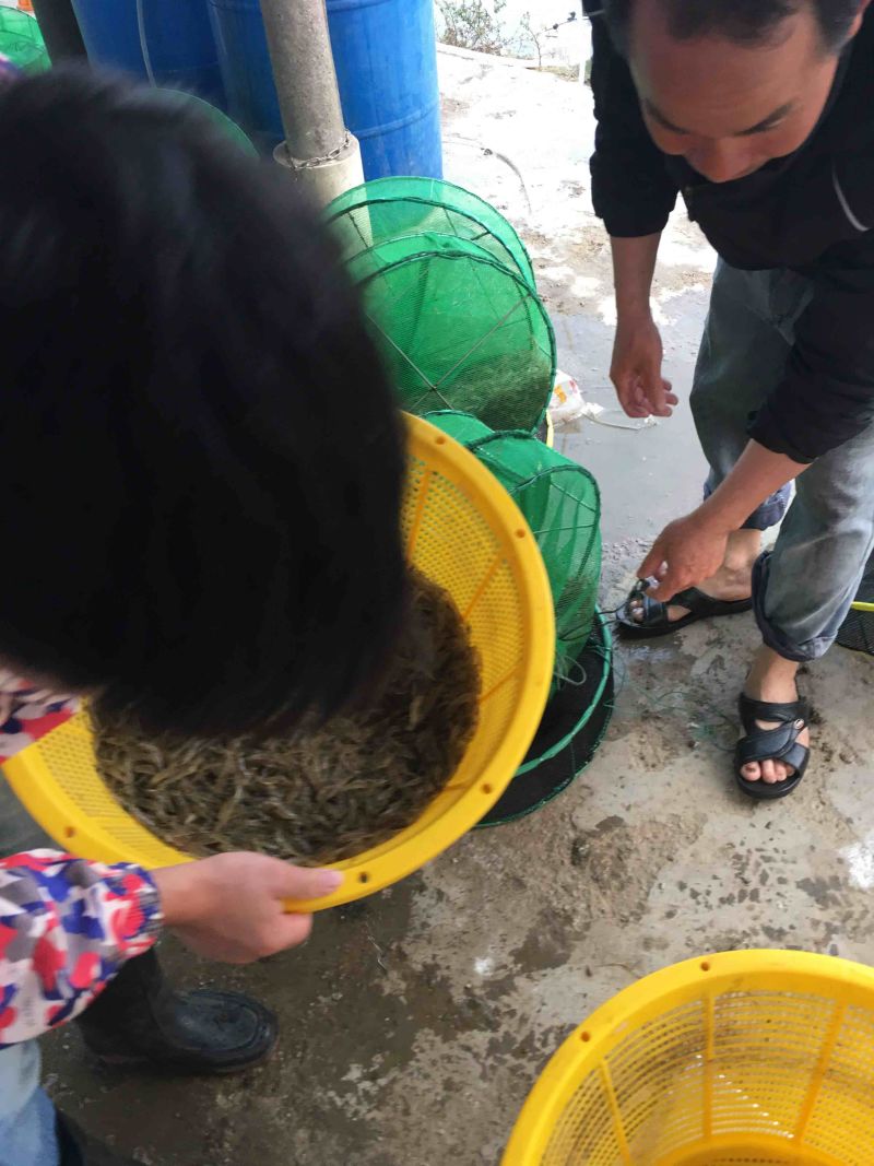 大量河虾，有需要请联系