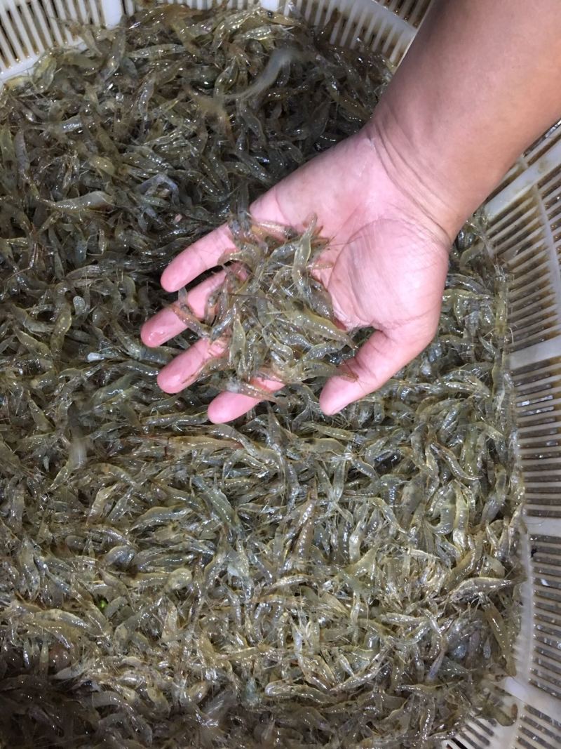 大量河虾，有需要请联系