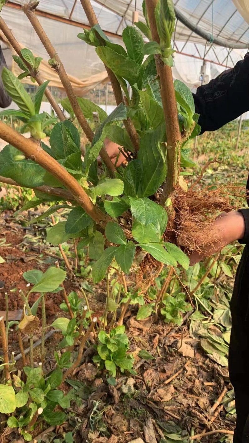 无尽夏绣球大苗，苗粗壮根大，两年苗，成活高