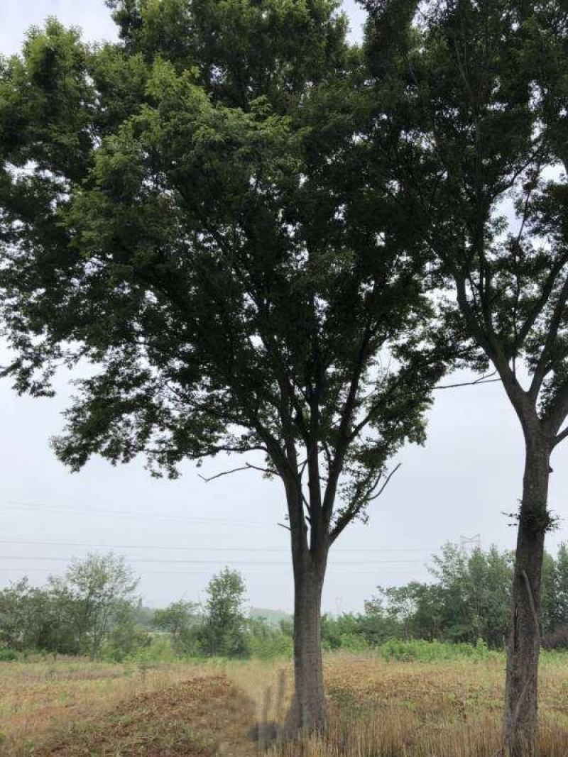 乌桕树园林绿化行道树苗木林木乔木树工程树