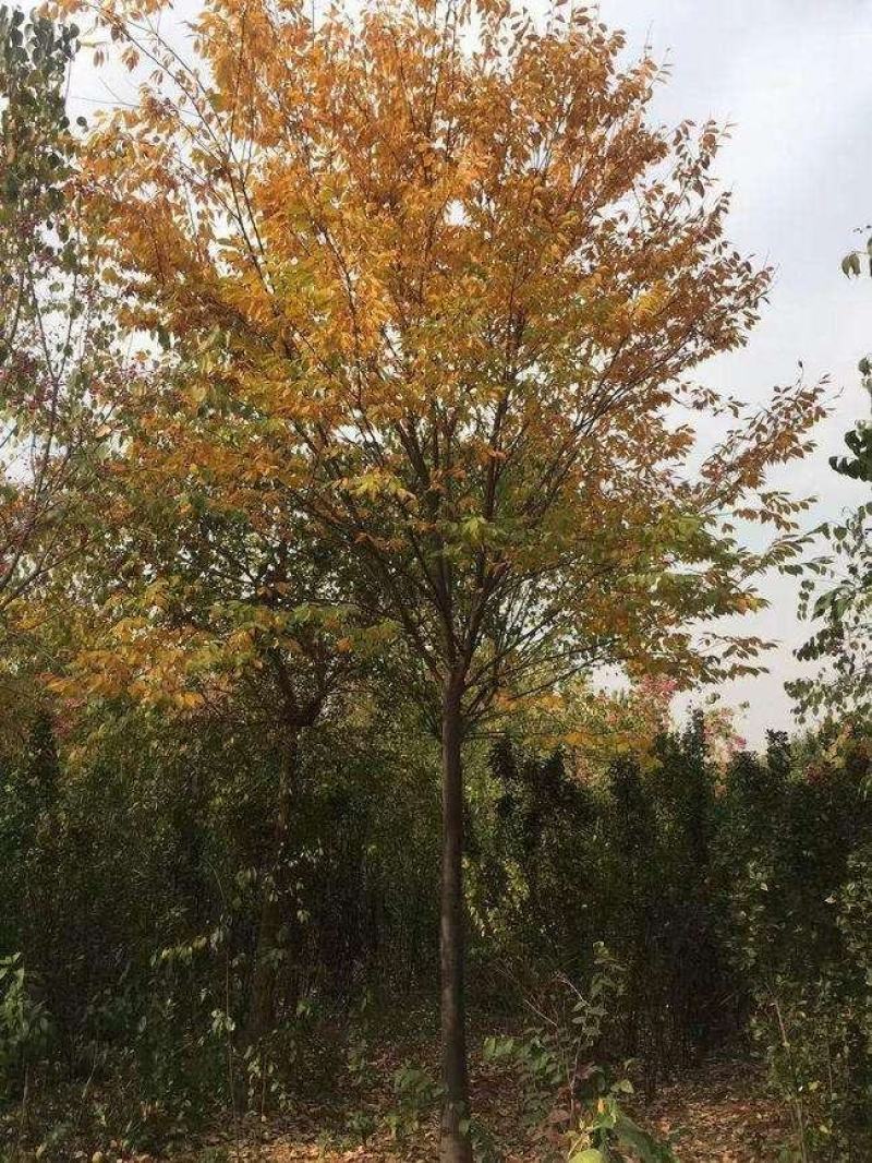 乌桕树园林绿化行道树苗木林木乔木树工程树