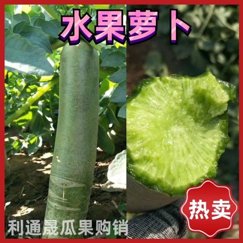 大量供应潍县萝卜，水果萝卜便宜青茬、水头足质量好