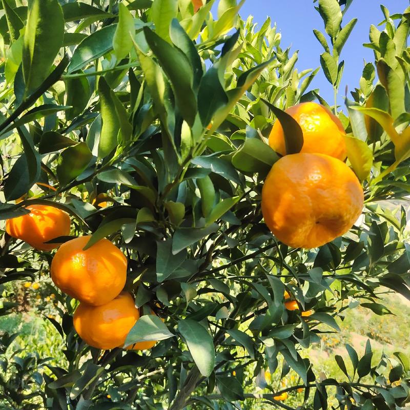 云南超甜椪柑本人自己果园，也可代办！