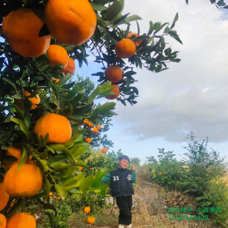 云南超甜椪柑上市了欢迎各界老板前来洽谈甜度高！水分足！