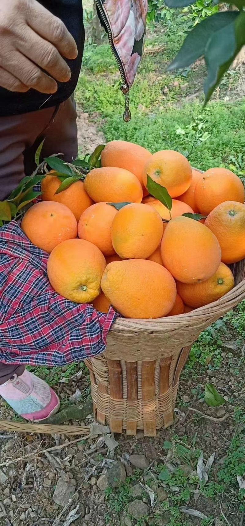 精品脐橙湖北脐橙看货采摘以质量论价格欢迎订购