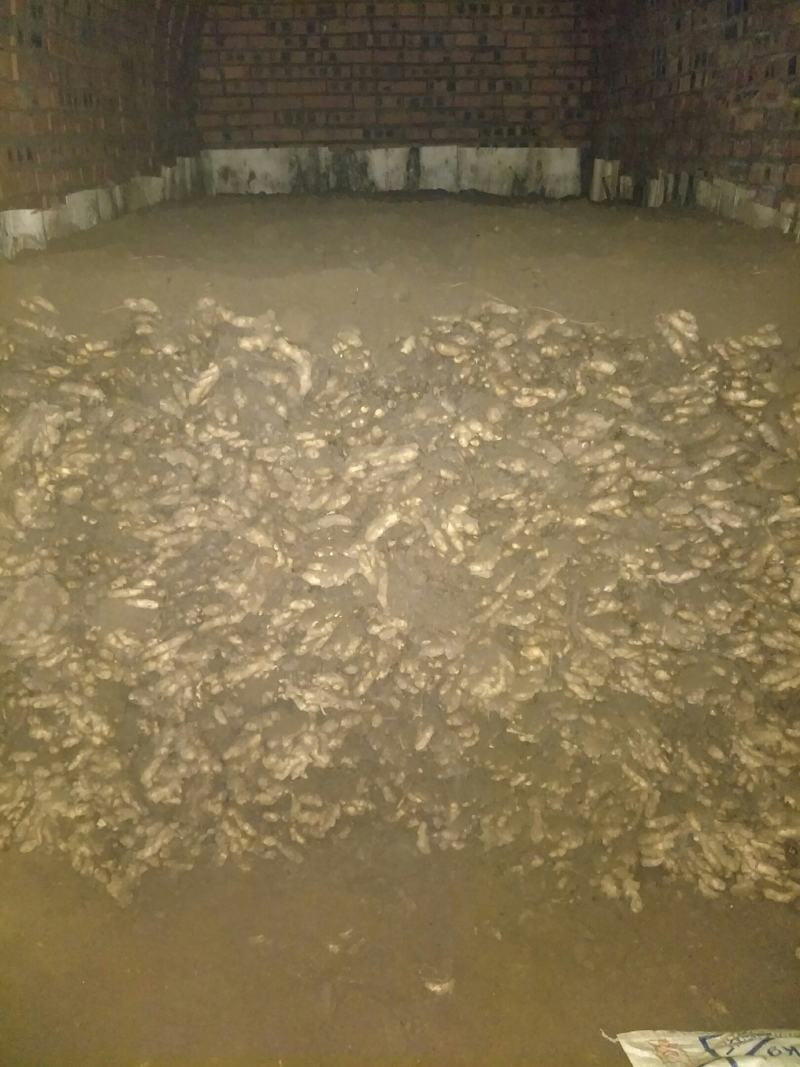 河南南阳优质沙土小黄姜