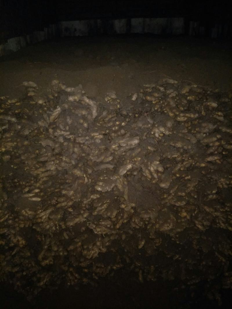河南南阳优质沙土小黄姜
