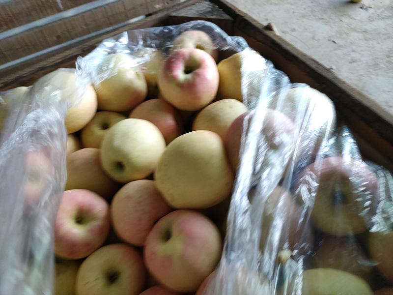 【优质服务】黄元帅苹果，皮薄脆甜，颜色粉红色，货源充足