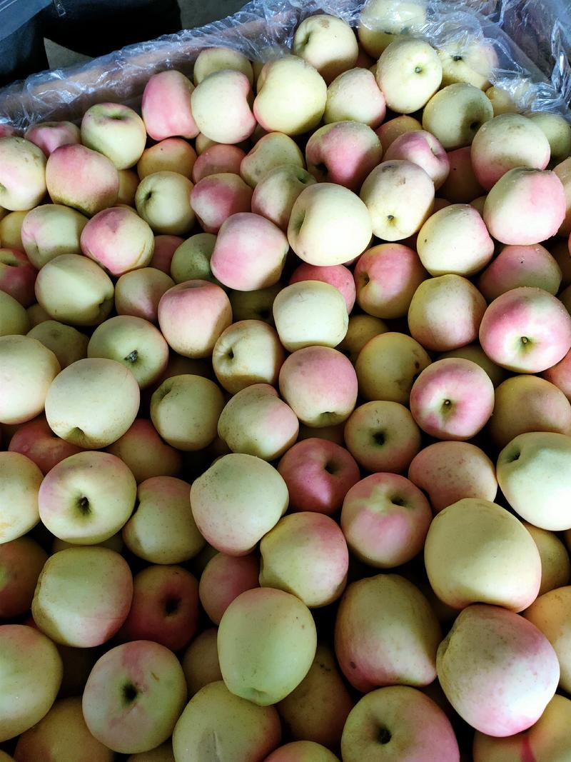 【优质服务】黄元帅苹果，皮薄脆甜，颜色粉红色，货源充足