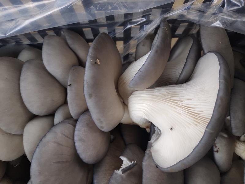 贵州基地种植平菇冬菇一手货源品质优美量大