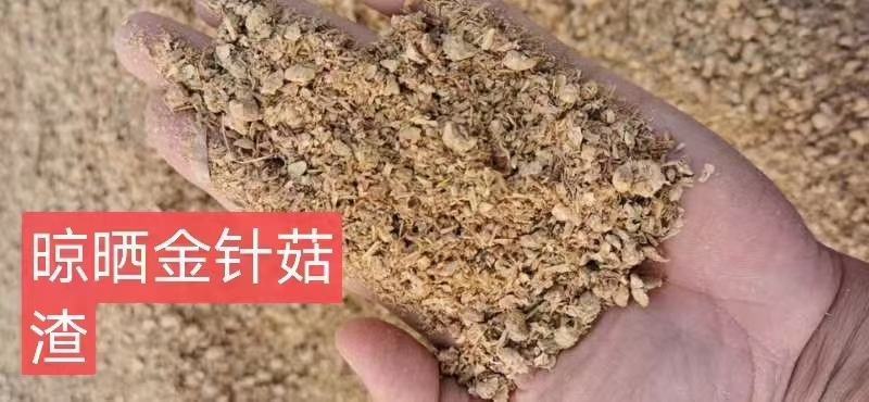 晾晒金针菇渣，金针菇渣