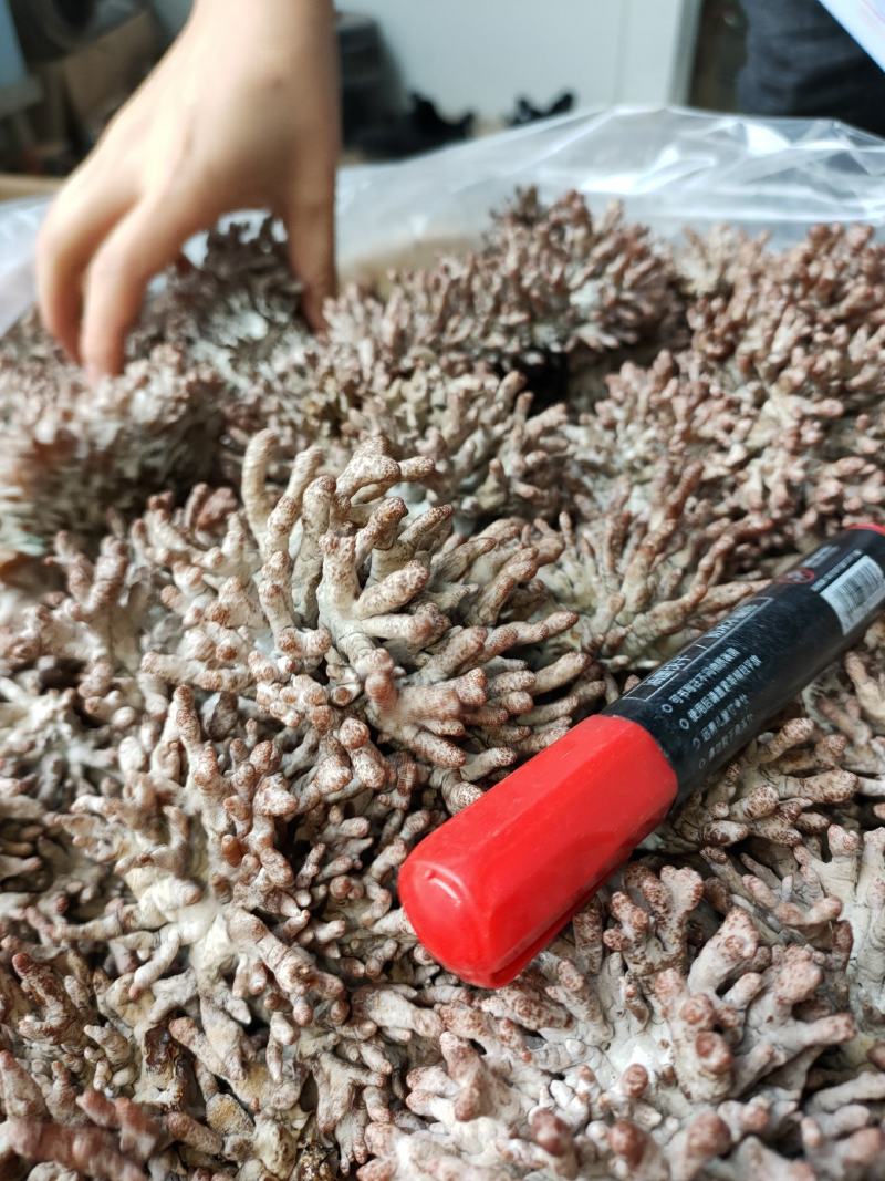 龙爪菇鲜品大量出菇，基地直发
