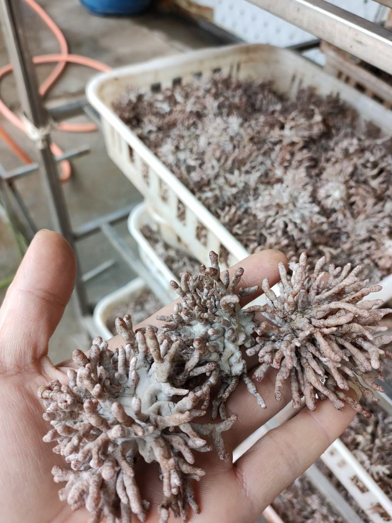 龙爪菇鲜品大量出菇，基地直发