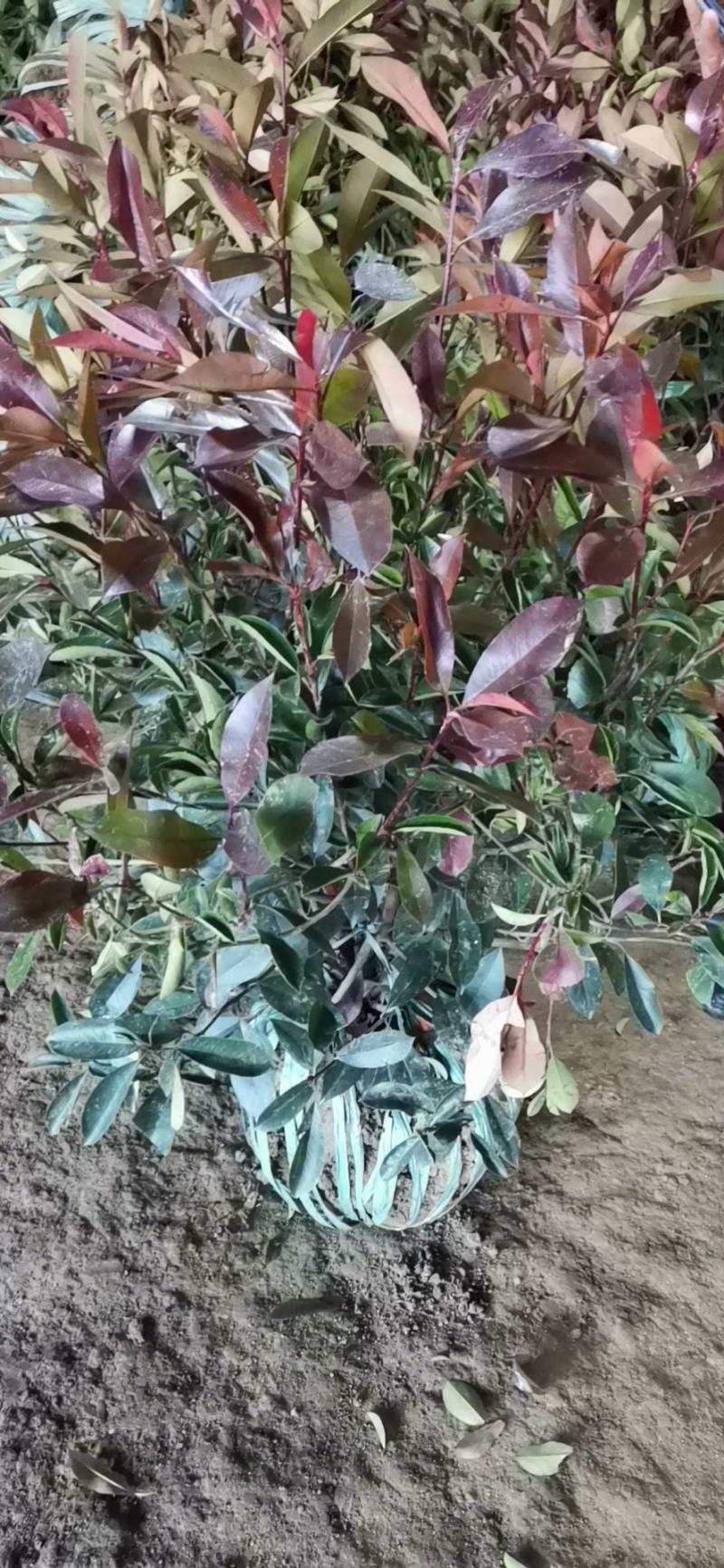 卫矛球，卫矛绿篱，卫矛单棵，卫矛苗