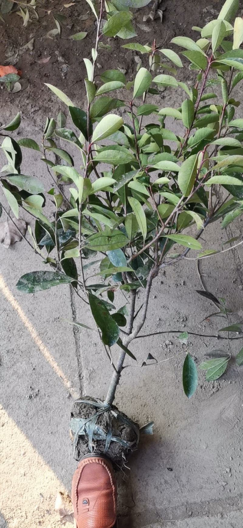 卫矛球，卫矛绿篱，卫矛单棵，卫矛苗