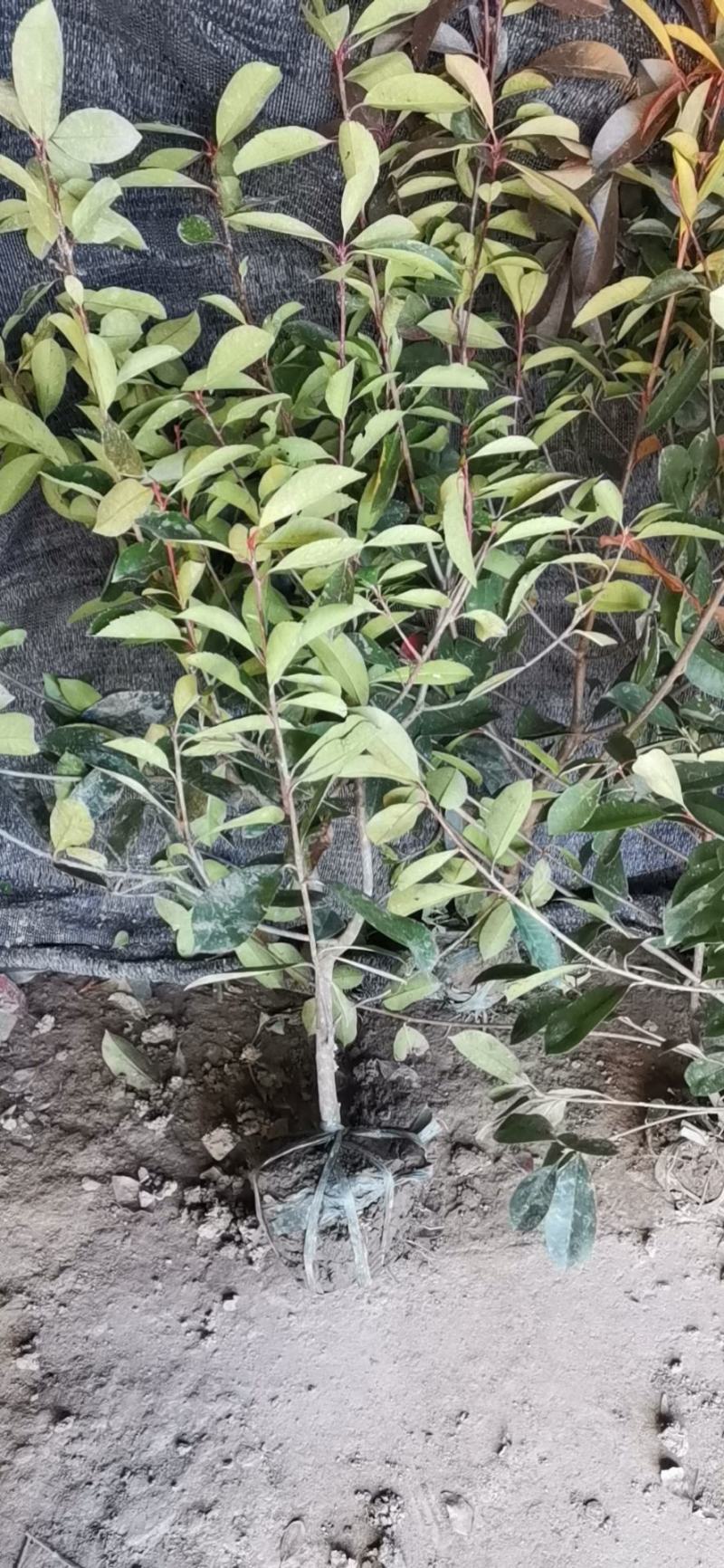 卫矛球，卫矛绿篱，卫矛单棵，卫矛苗
