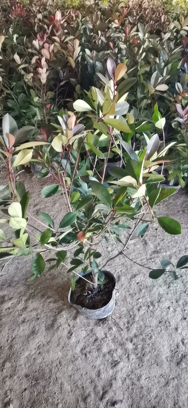 卫矛球，卫矛绿篱，卫矛单棵，卫矛苗
