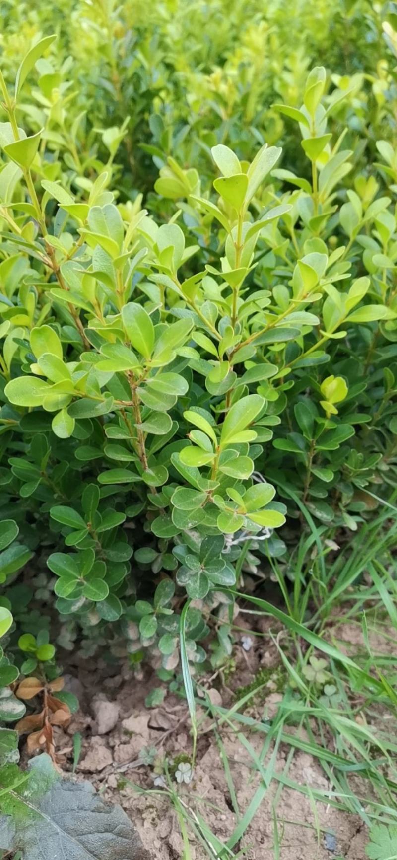 卫矛球，卫矛绿篱，卫矛单棵，卫矛苗