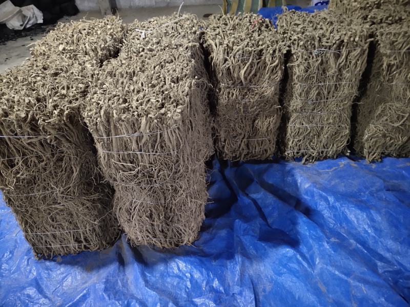 川牛膝大量有货，欢迎新老客户选购！