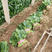 滑县精大叶菠菜，产地直供，代发全国品质保证
