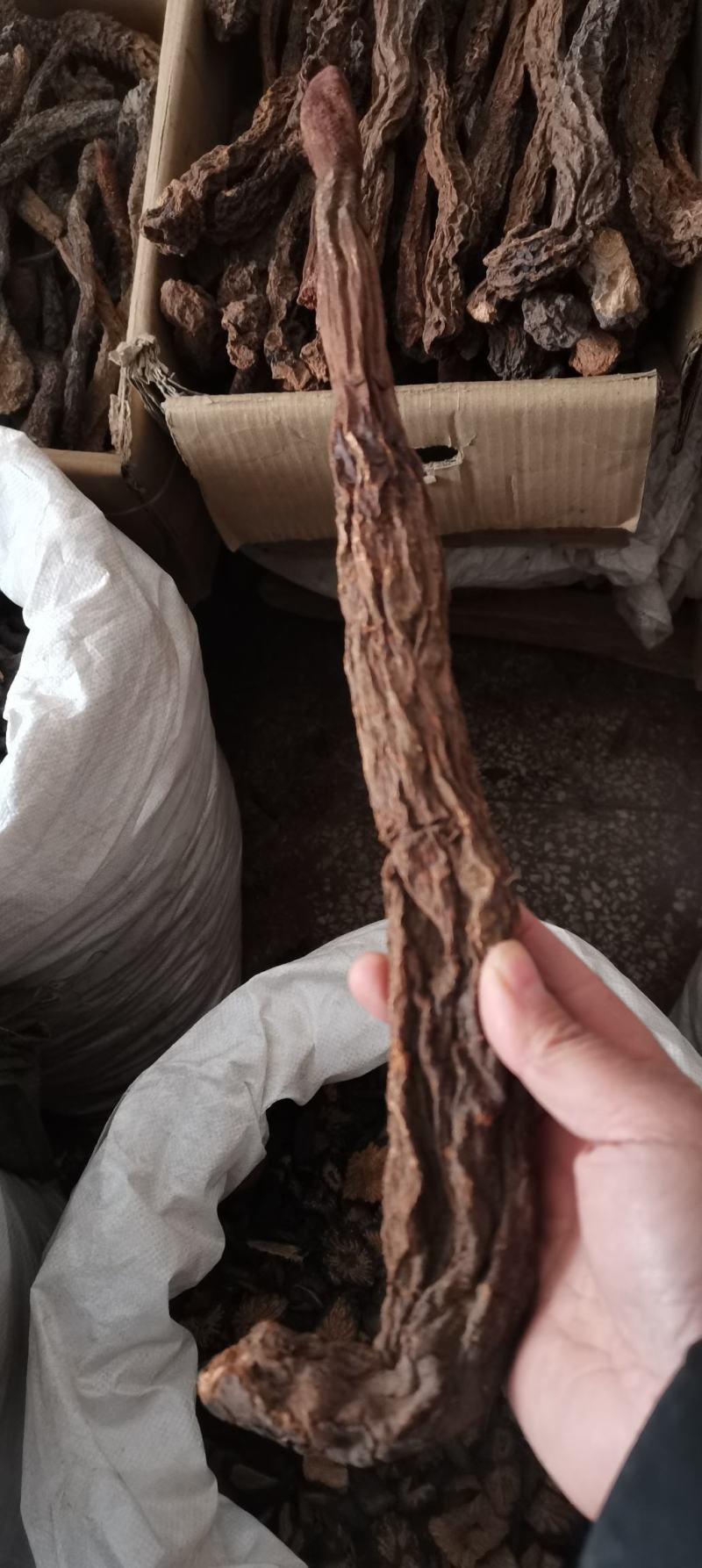 【牛商推荐】锁阳金锁阳选货整支生金锁阳可配肉苁茸