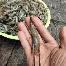 河虾，冰鲜大规格河虾，