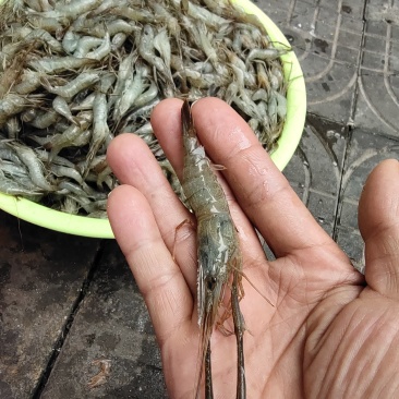 河虾，冰鲜大规格河虾，