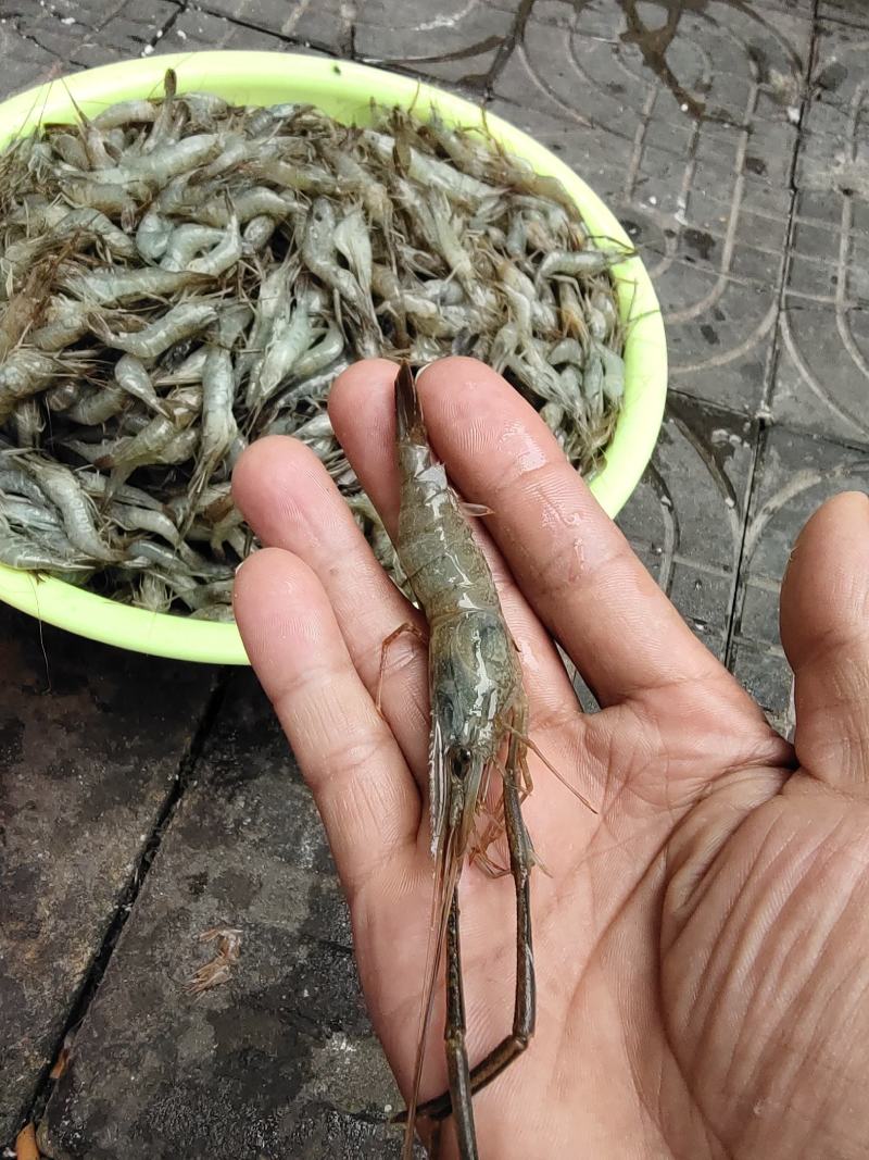 河虾，冰鲜大规格河虾，