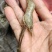 河虾，冰鲜大规格河虾，