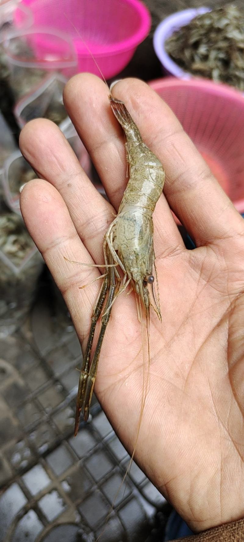 河虾，冰鲜大规格河虾，