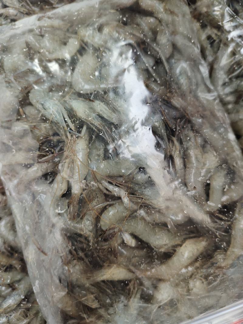 河虾，冰鲜大规格河虾，