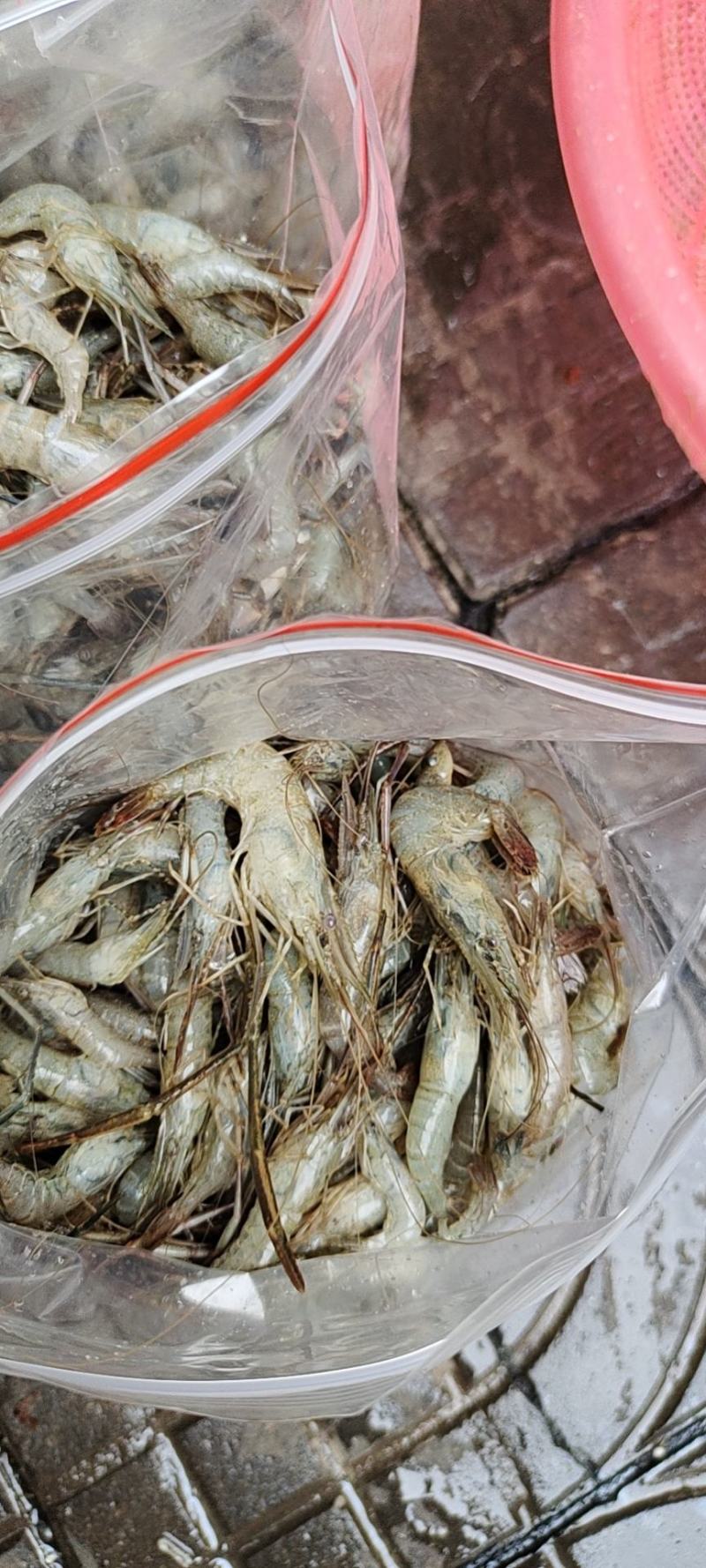 河虾，冰鲜大规格河虾，