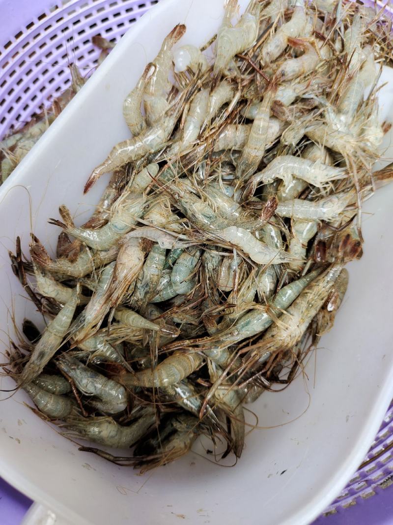 河虾，冰鲜大规格河虾，