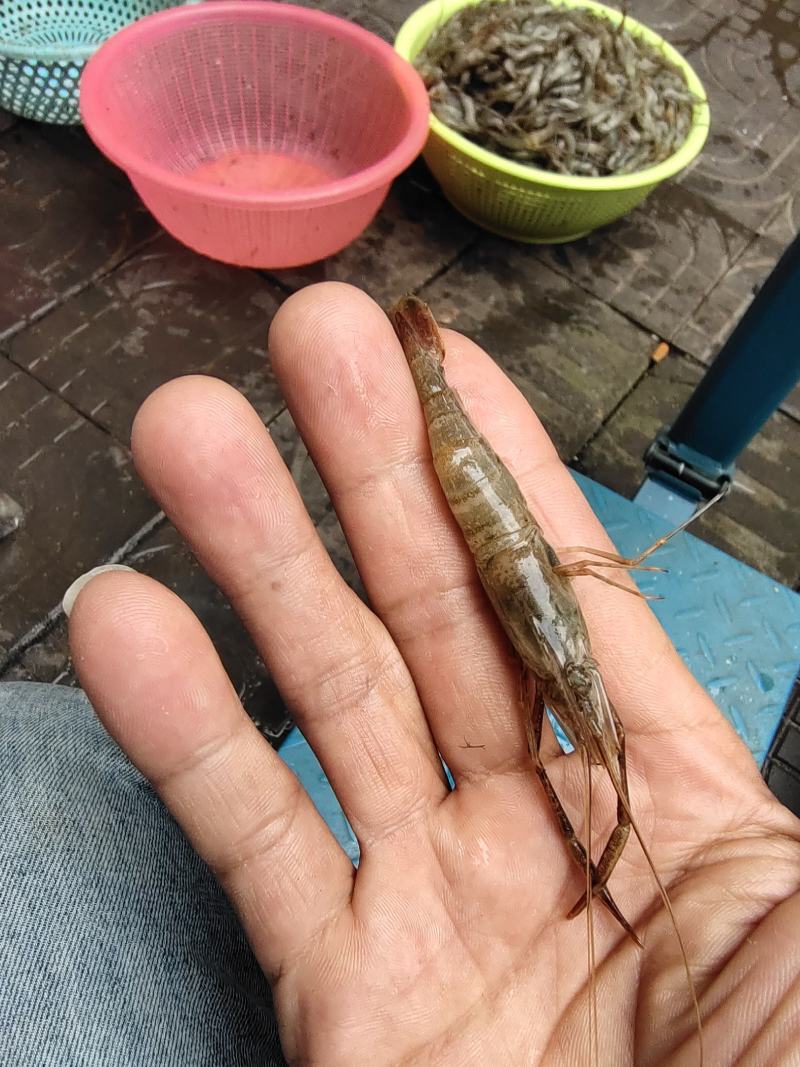 河虾，冰鲜大规格河虾，
