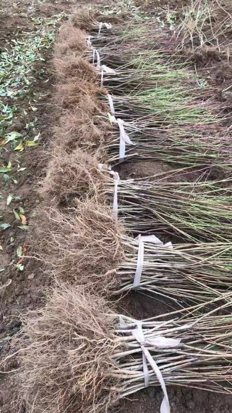 特早熟桃苗曦春桃苗早熟桃子苗稀春桃苗曦春桃子苗脆桃苗