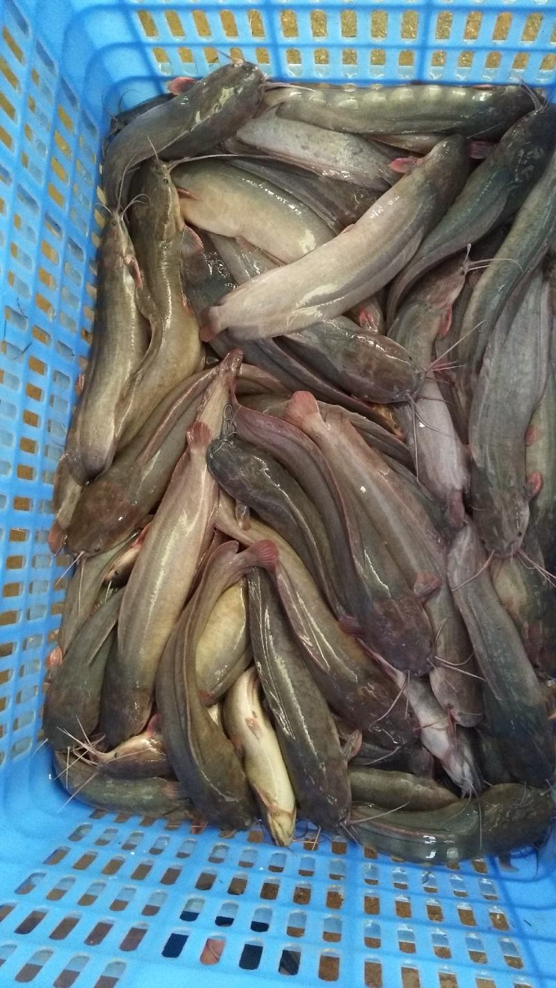 紫金塘鲺出租，欢迎咨询。