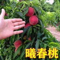 特早熟桃苗曦春桃苗早熟桃子苗稀春桃苗曦春桃子苗脆桃苗