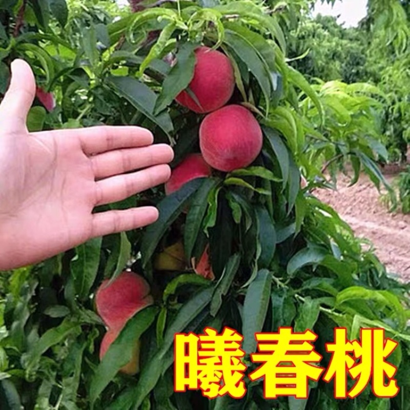 特早熟桃苗曦春桃苗早熟桃子苗稀春桃苗曦春桃子苗脆桃苗