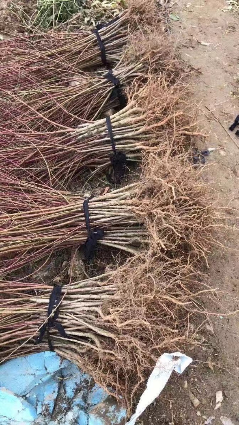 湖北黄冈新品种嫁接桃树苗春晓早熟桃苗南北方种植高产脆果桃