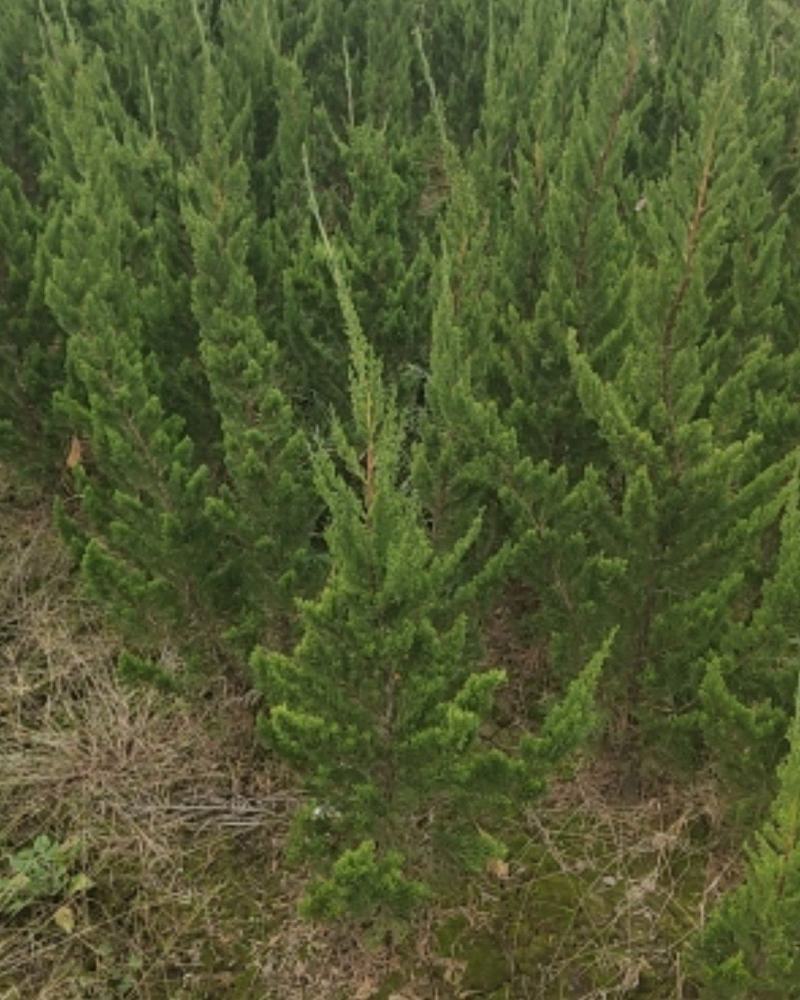 精品龙柏有要的联系我自家苗圃有要的下单联系我大量供应