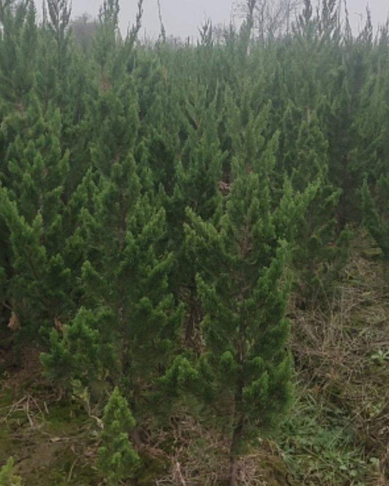 精品龙柏有要的联系我自家苗圃有要的下单联系我大量供应