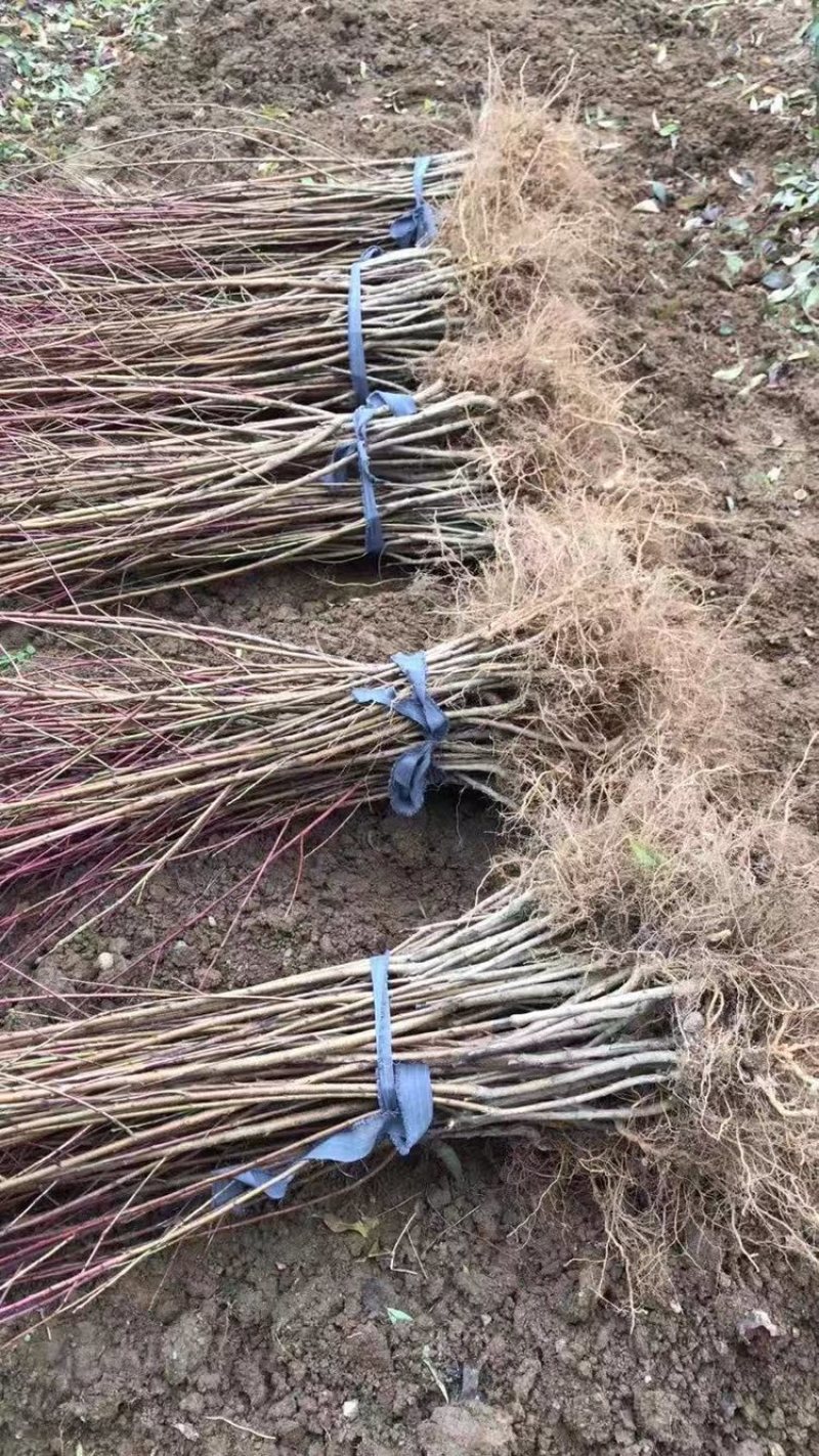嫁接晚熟特大桃映霜红桃树苗冬桃雪桃新品秋脆桃树苗