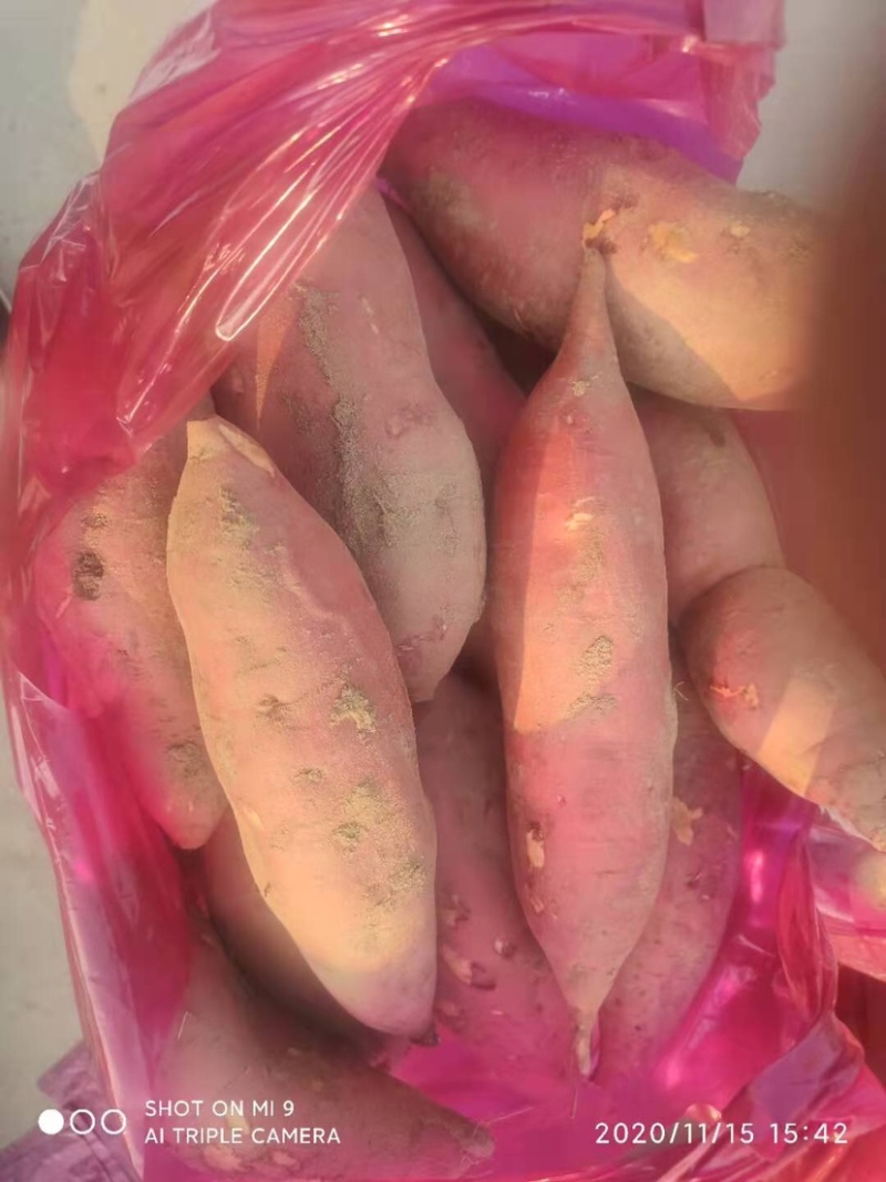 河南红薯，香甜软糯，皮薄如纸，诚经营量大从优