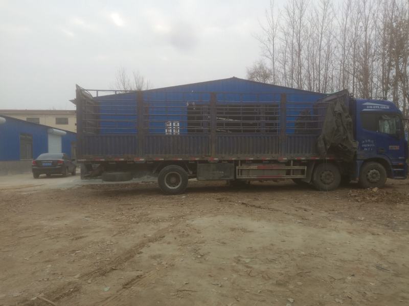 荷叶