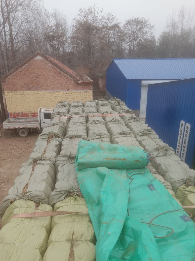 荷叶