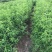 嫁接晚熟特大桃映霜红桃树苗冬桃雪桃新品秋脆桃树苗