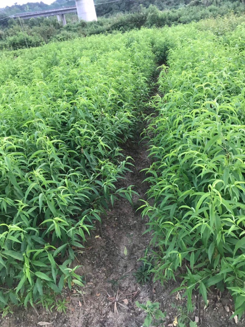 嫁接晚熟特大桃映霜红桃树苗冬桃雪桃新品秋脆桃树苗