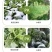 植物抗寒防冻剂果树蔬菜花卉药材抗寒抗冻修复冻害